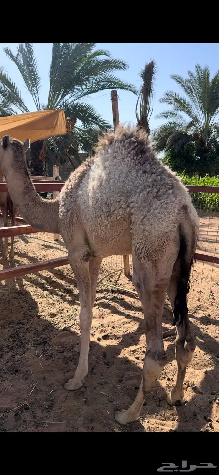بكره العمر 6 شهور 2