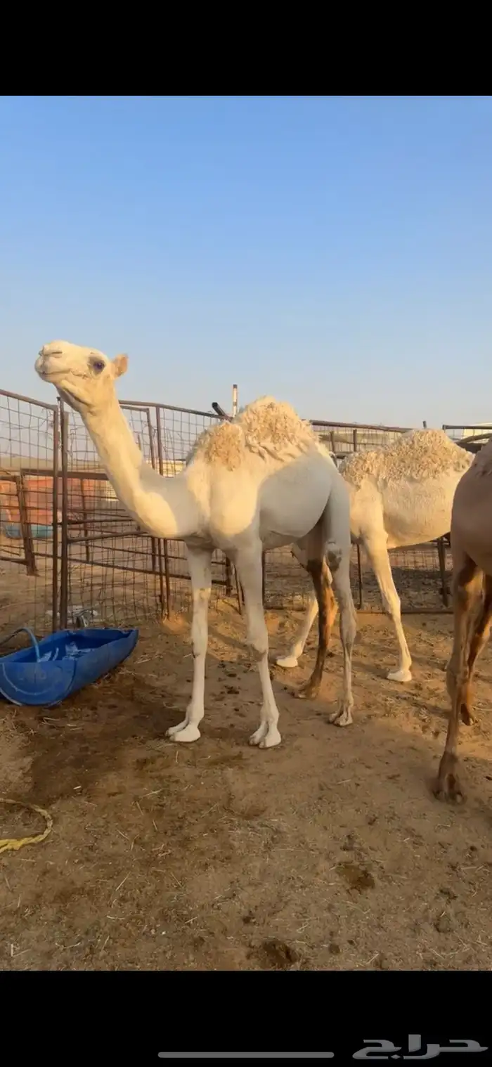 قعدان مفاريد عدد 3 طيبات وجبره ونظاف 1