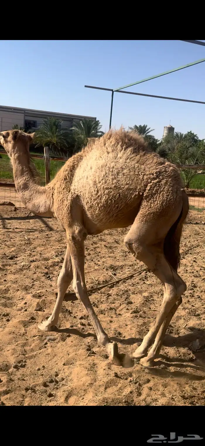 بكره العمر 5 شهور وعليه 3