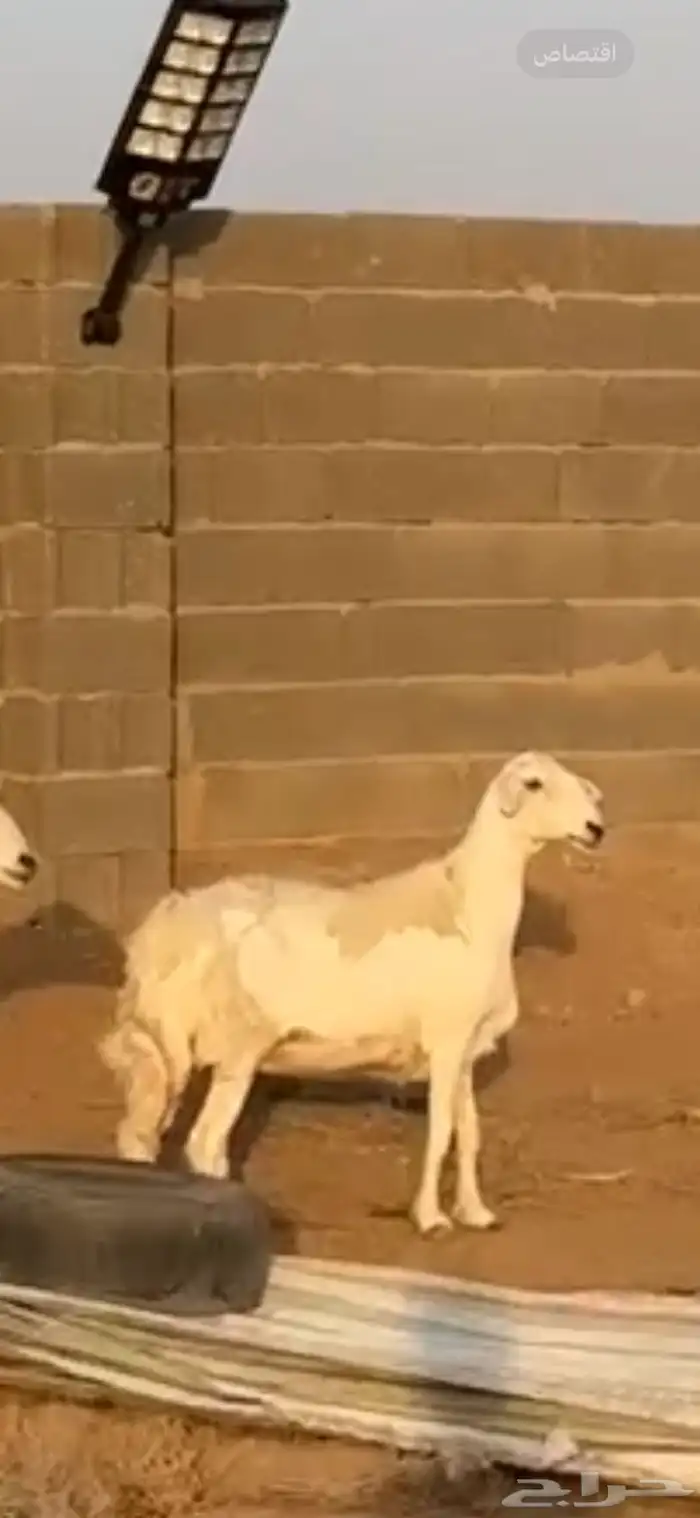 شاه حايل سمين 0