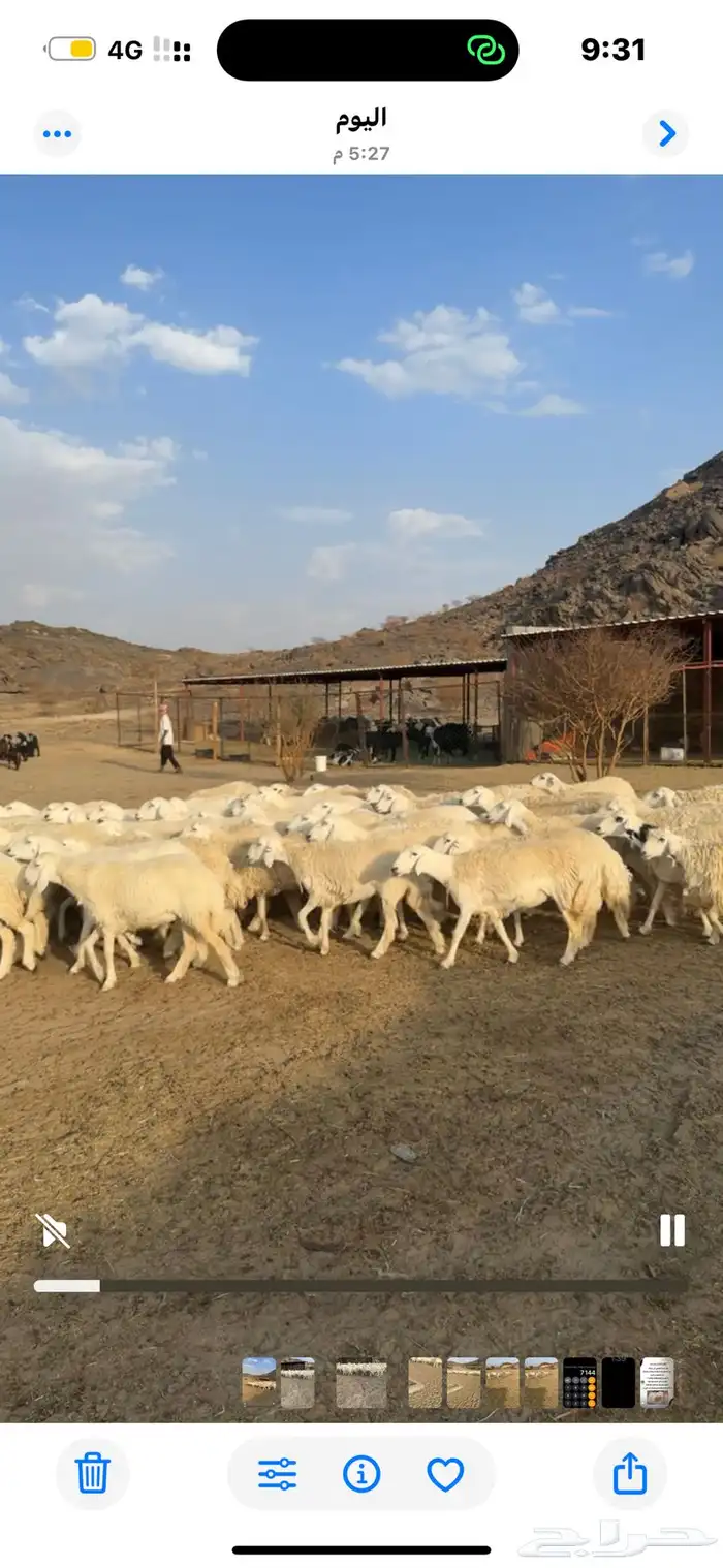 رخال حريات مراح واحد عددها 67 2