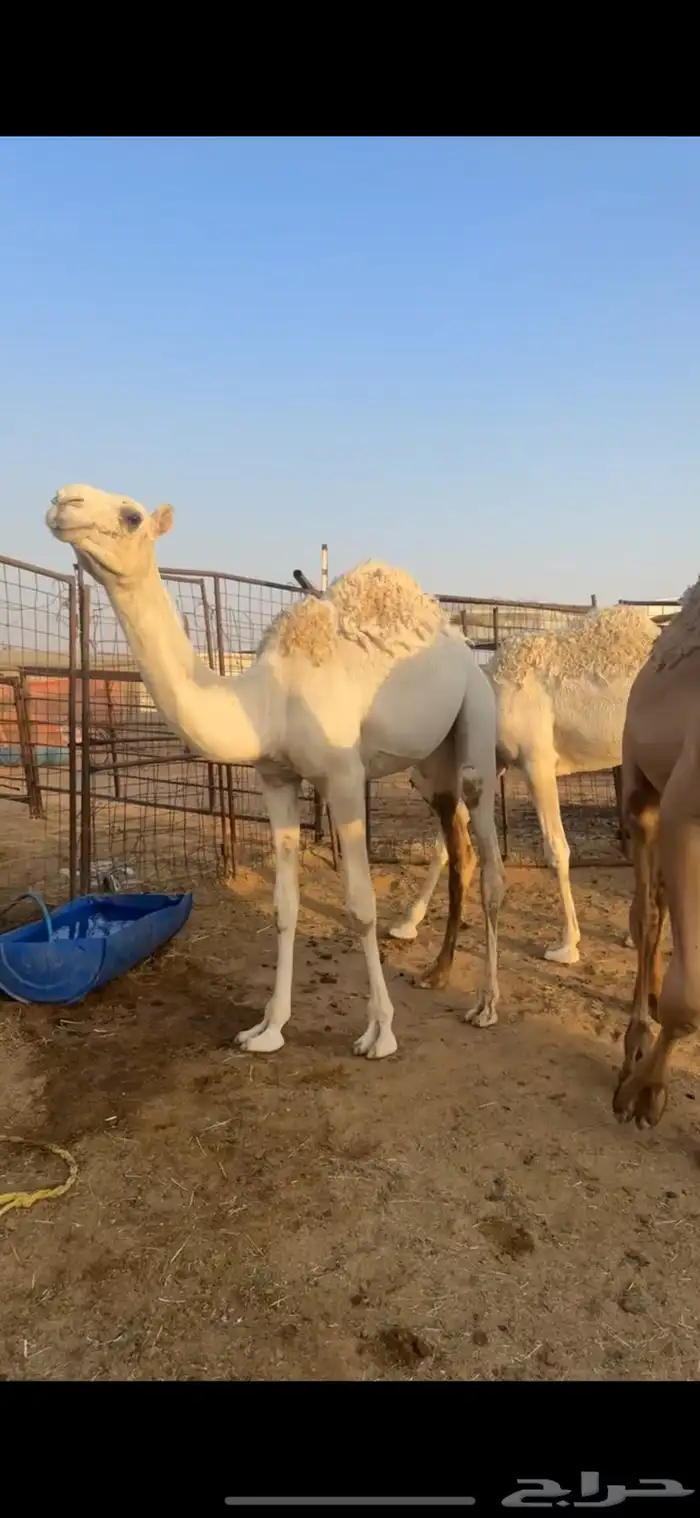 قعدان مفاريد عدد 3 طيبات وجبره ونظاف 6