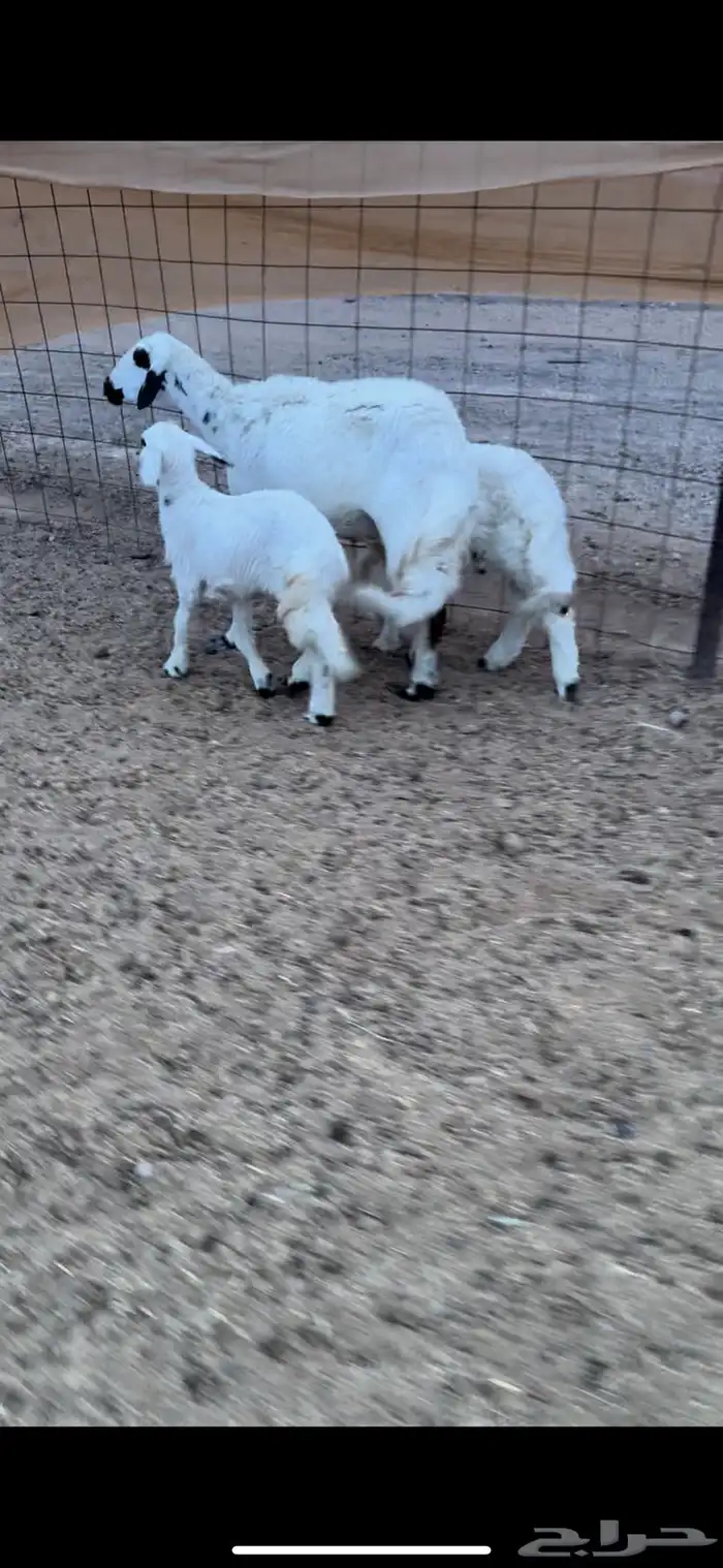 شاه سديس تحتها رخلين ذبايح ديدها سليم ورايم (( تم البيع )) 2