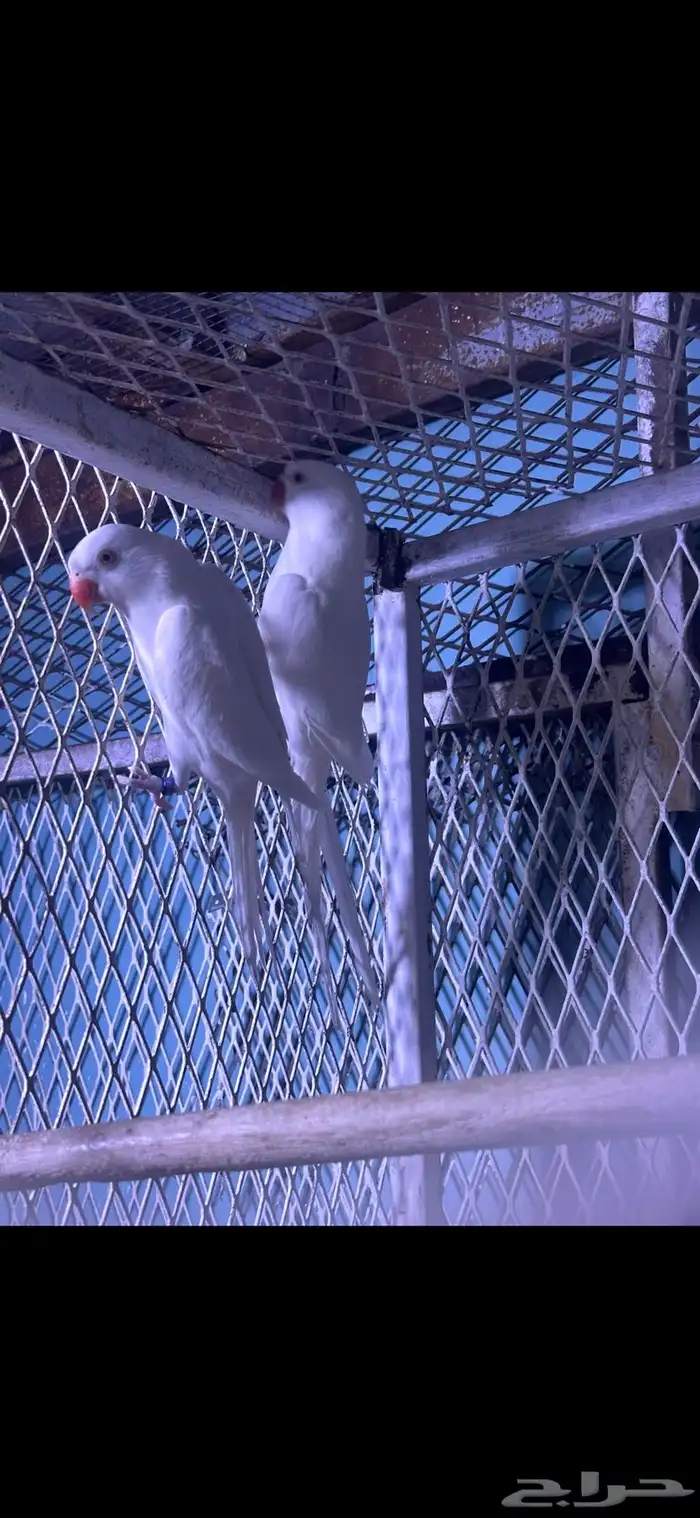 زوج دره البينو منتج 2