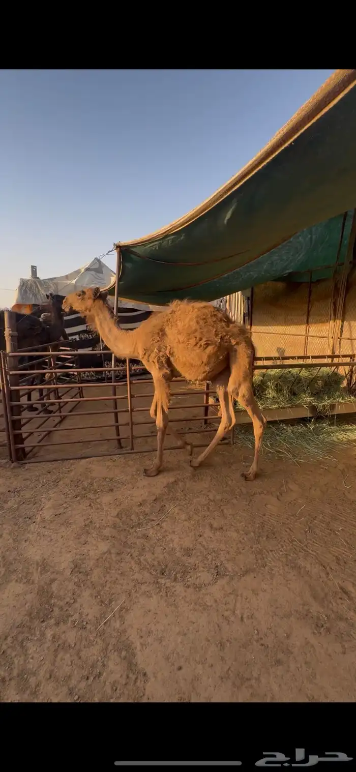 قعود تربيه 0