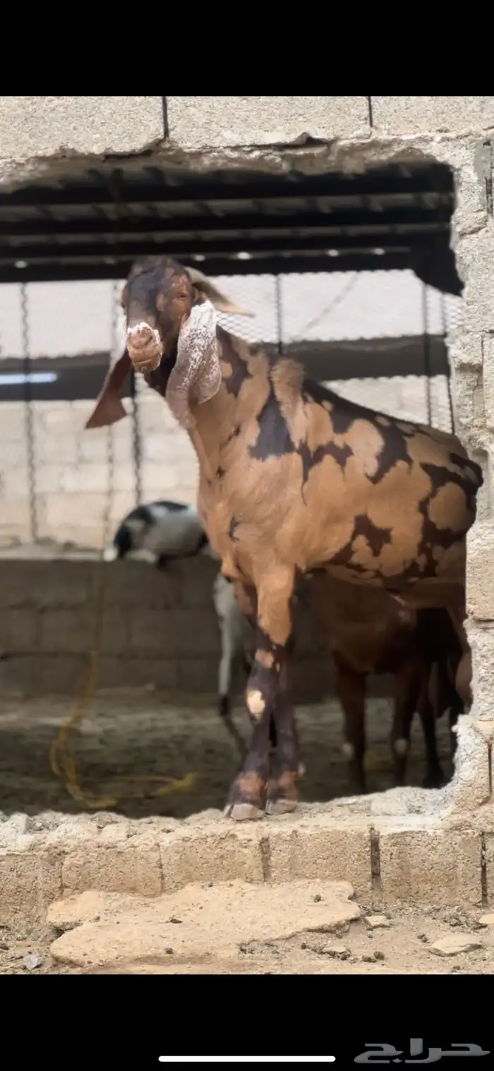 تيس فحل ابهر(محافظه المخواه) 2