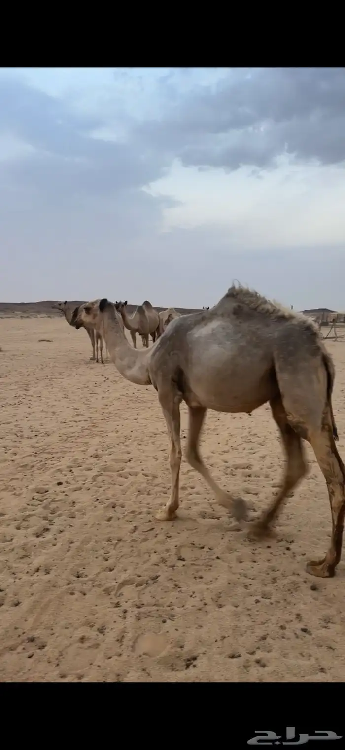 للبيع بكره شقحا 0
