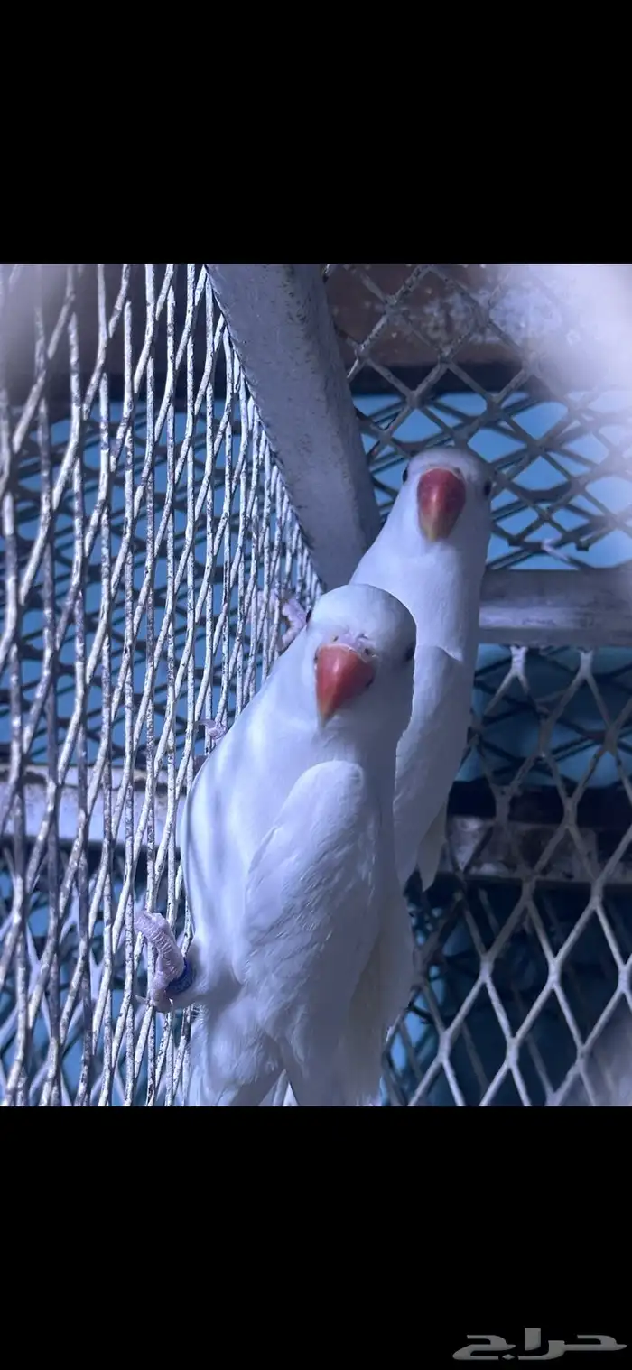 زوج دره البينو منتج 4