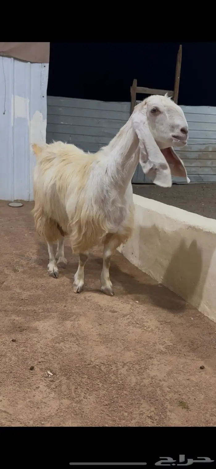 عنز مطوره جرم فاخر 0