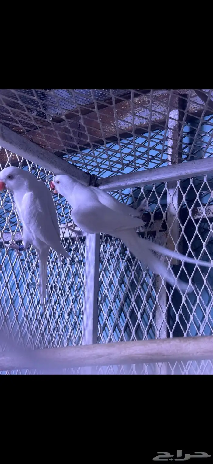 زوج دره البينو منتج 3