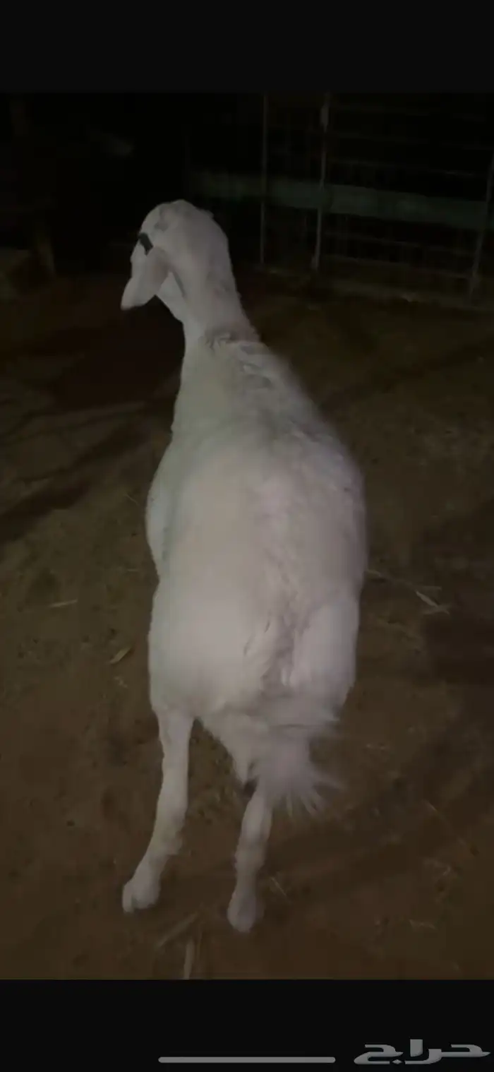 خاروف حول 7 شهور 0