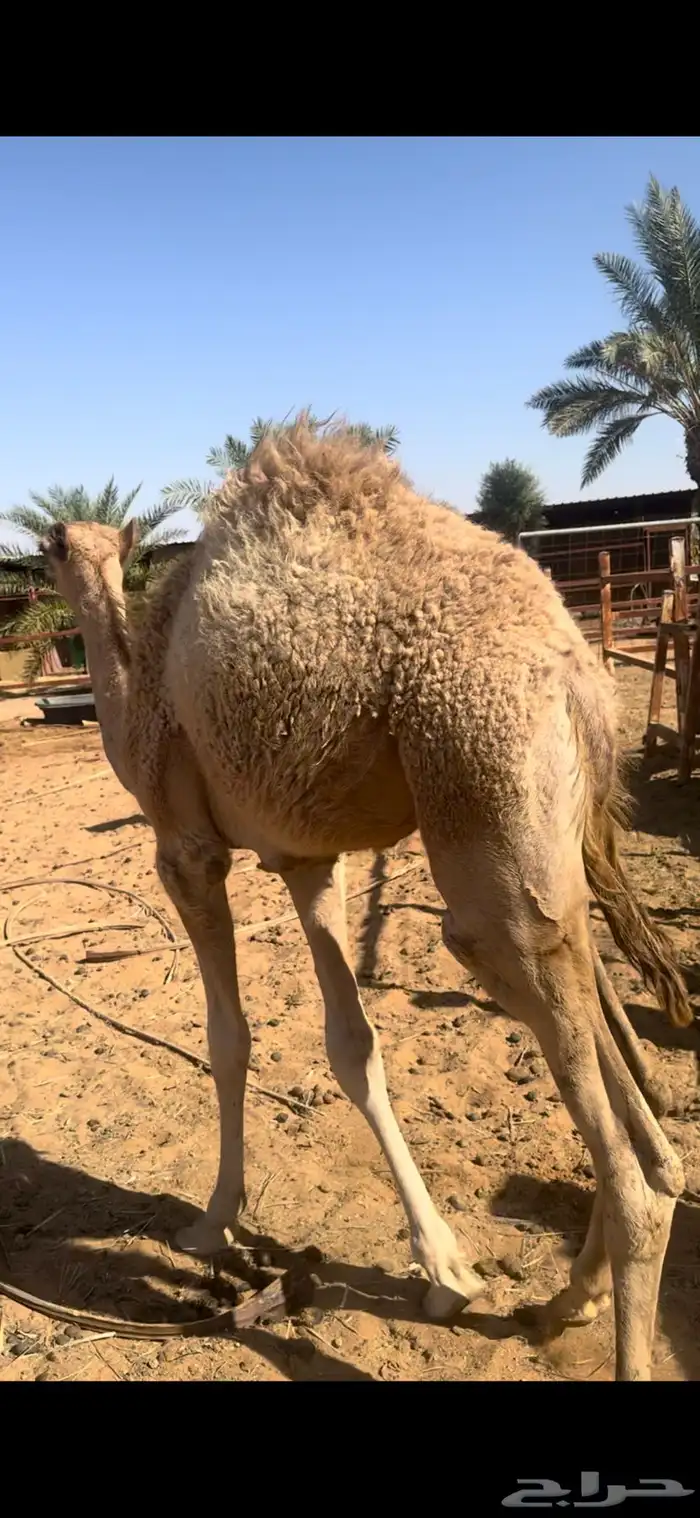 بكره العمر 5 شهور وعليه 4