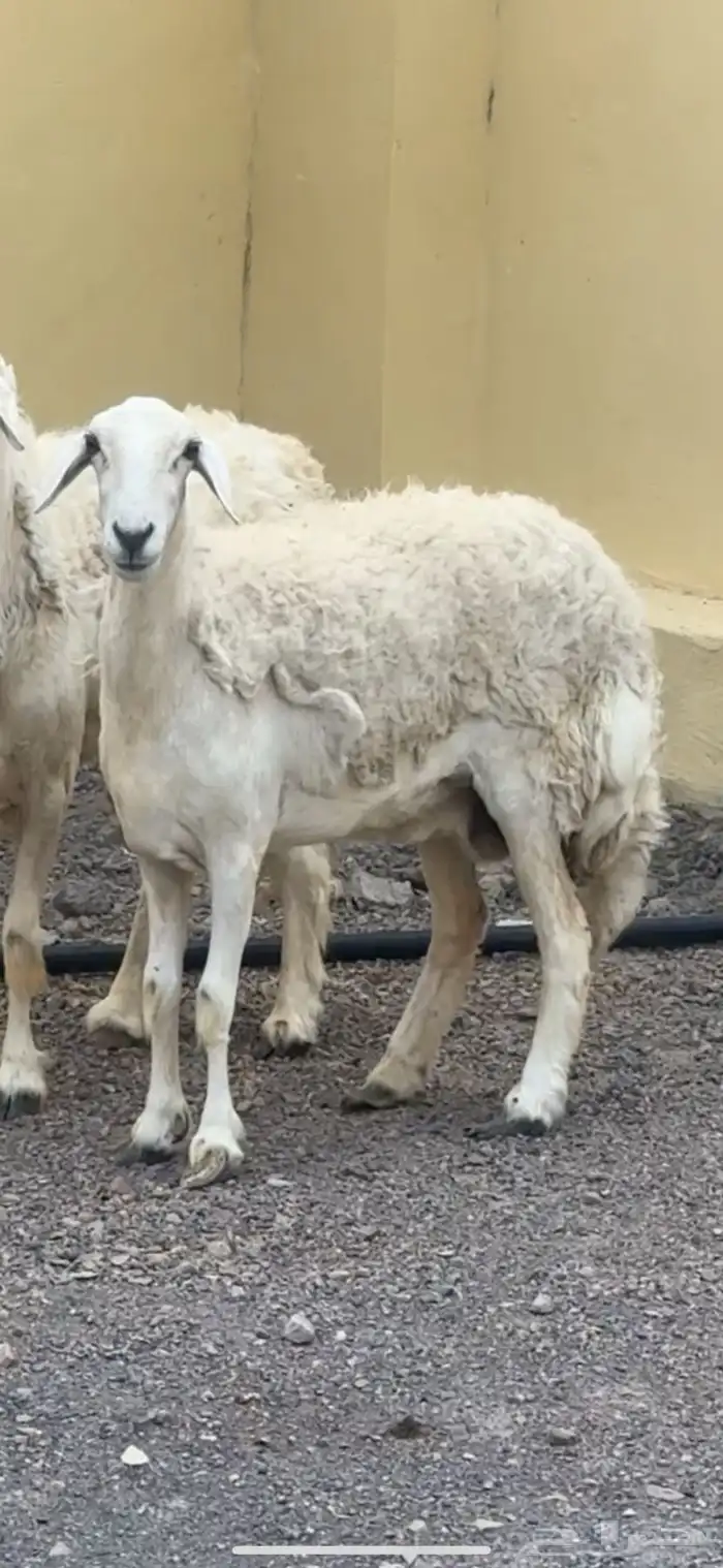 للبيع نعجه طيبه جرم وصنف حرشه 1