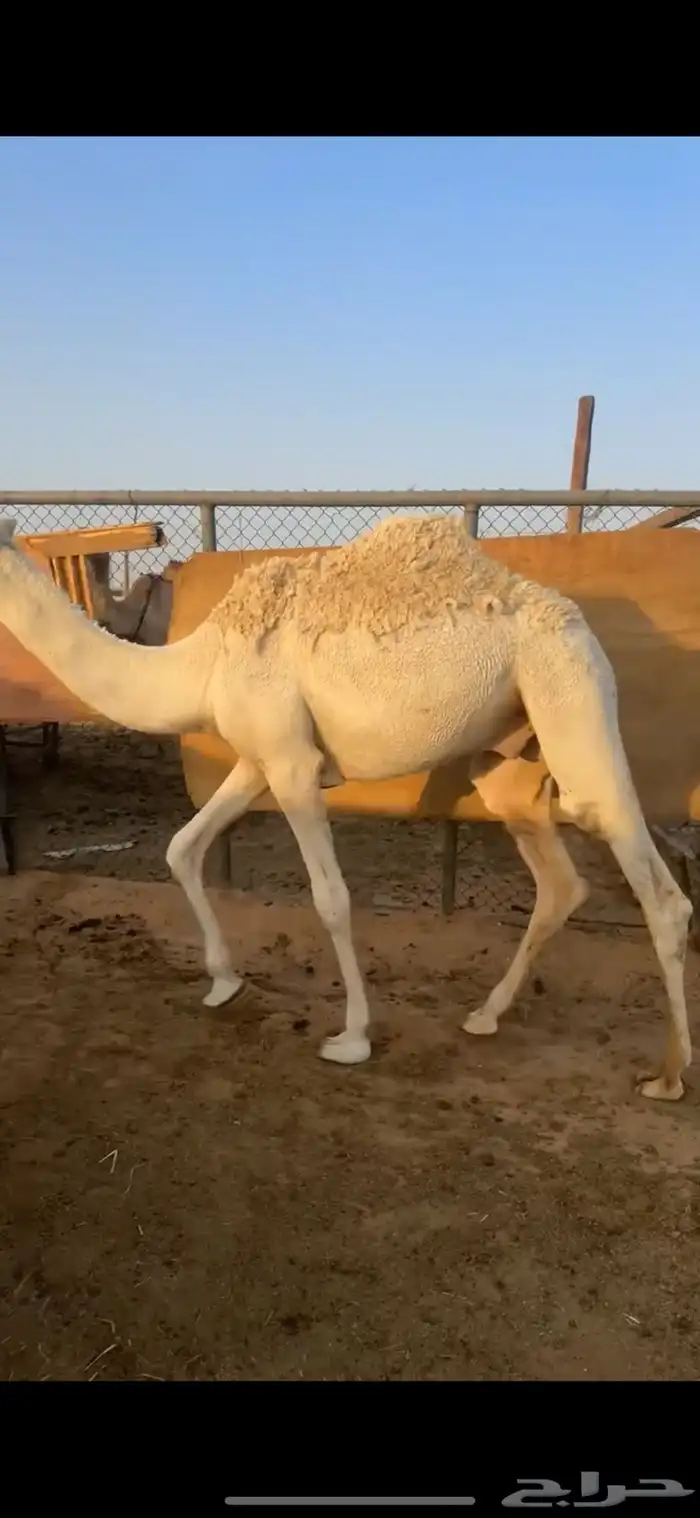 قعدان مفاريد عدد 3 طيبات وجبره ونظاف 2