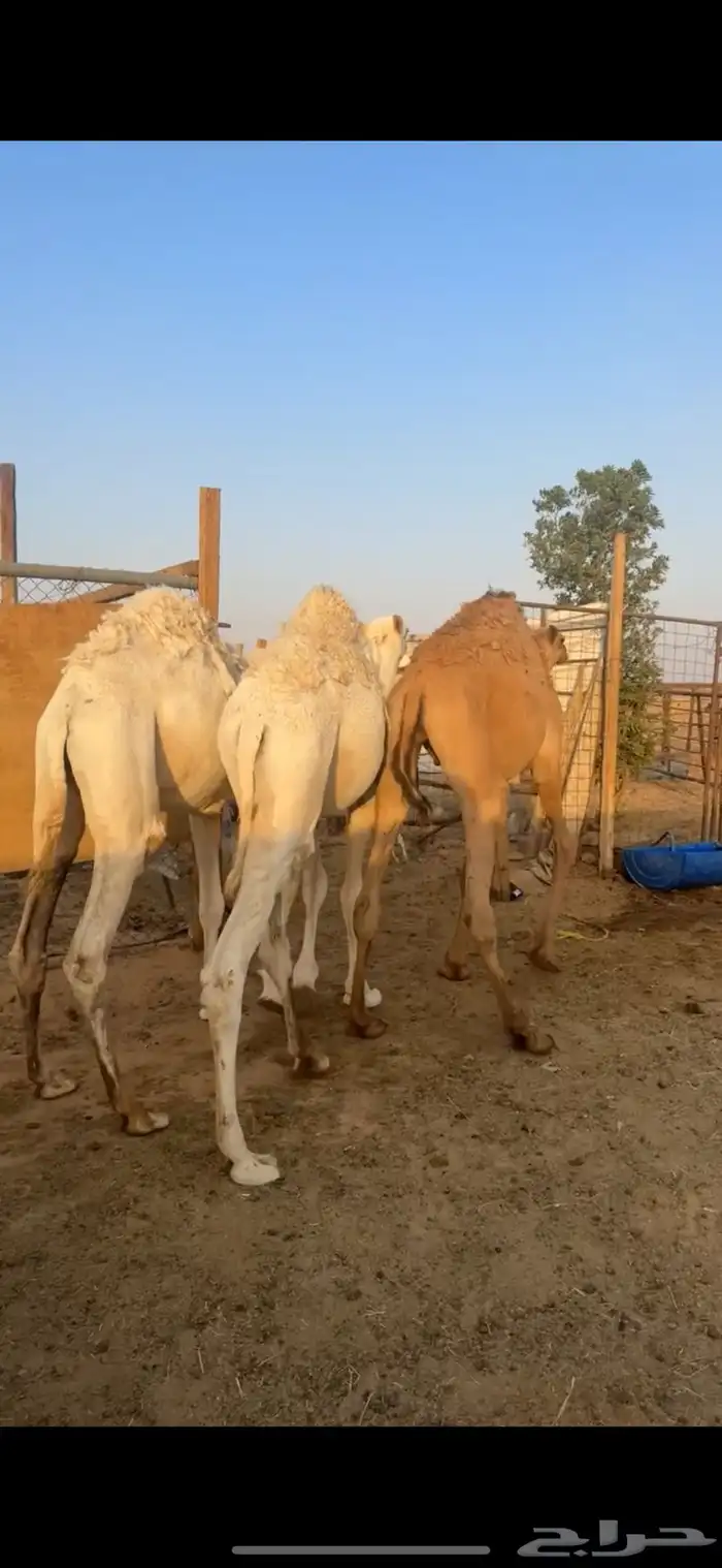 قعدان مفاريد عدد 3 طيبات وجبره ونظاف 10