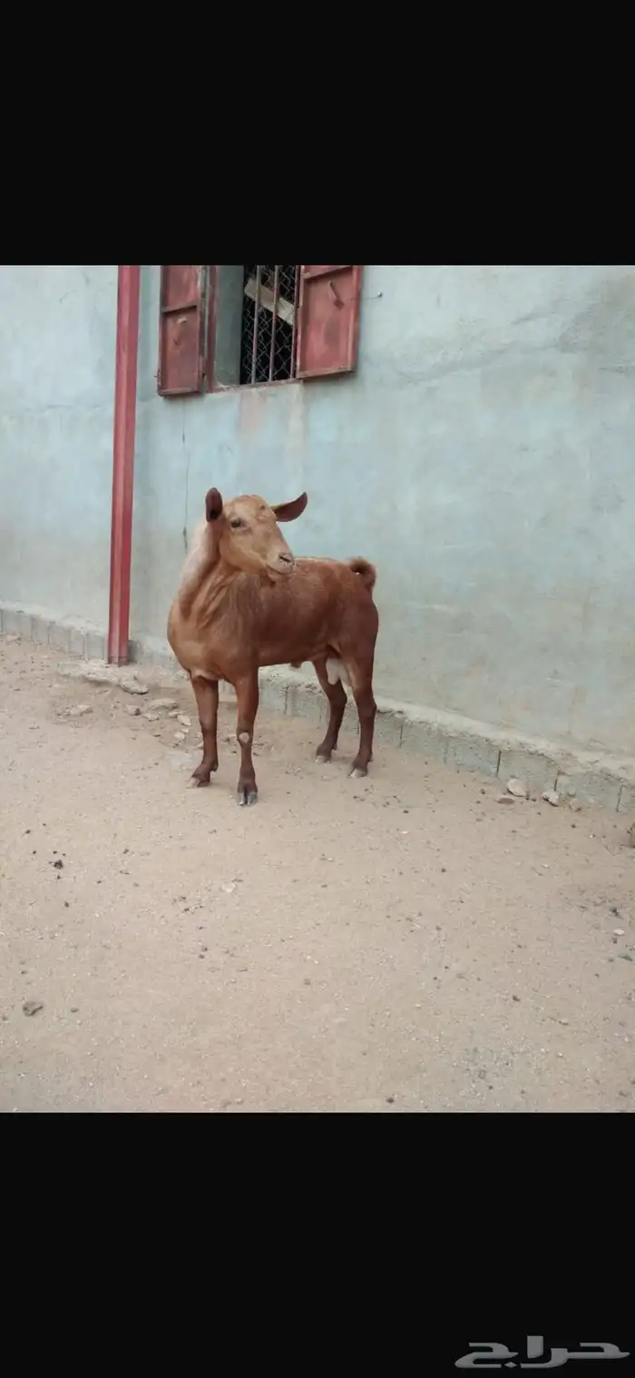 تيس فحل أحص أجم مشروط 1