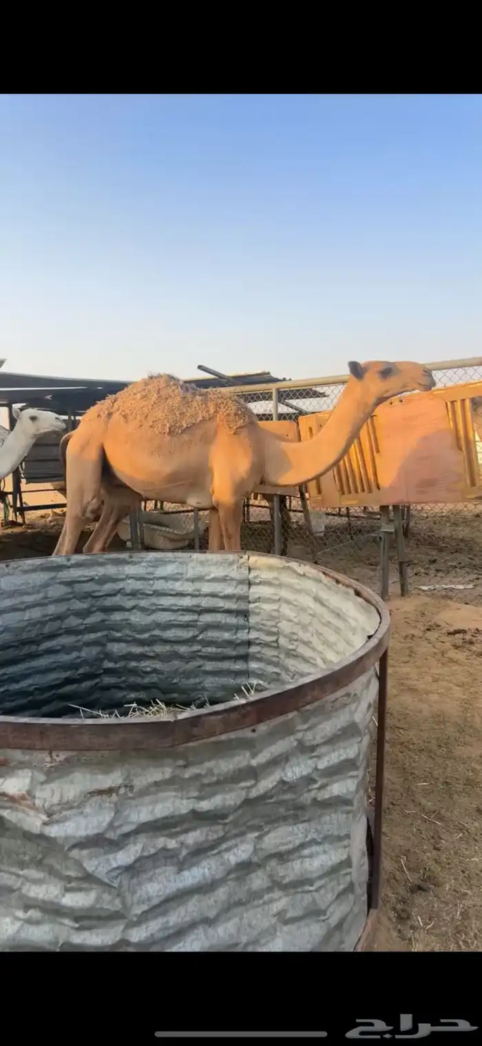 قعدان مفاريد عدد 3 طيبات وجبره ونظاف 12