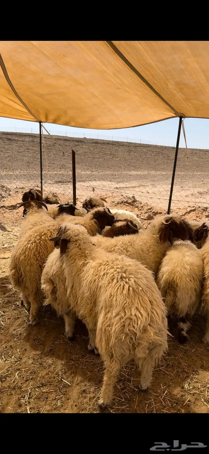 للبيع جذعان نعيم كفو 3