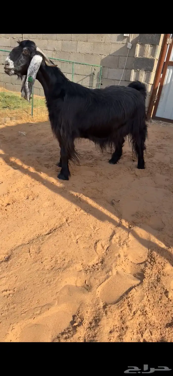 عنز عارضية خصم الخصمم (( تم البيع )) 0