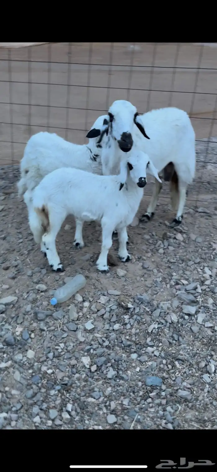 شاه سديس تحتها رخلين ذبايح ديدها سليم ورايم (( تم البيع )) 0