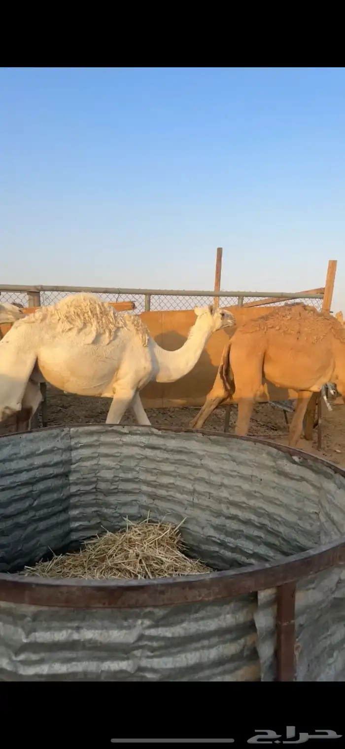 قعدان مفاريد عدد 3 طيبات وجبره ونظاف 7