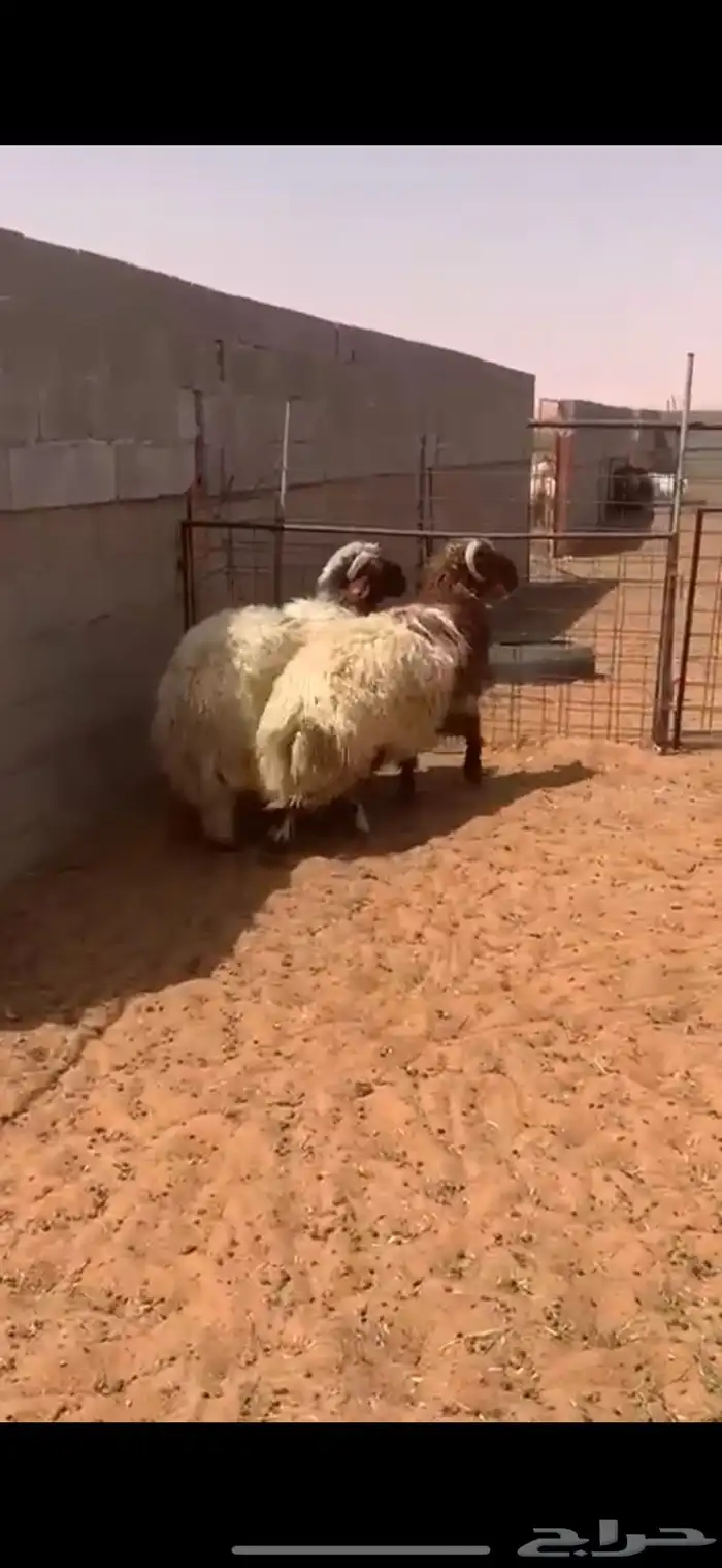 خرفان نعيم فاخره 1