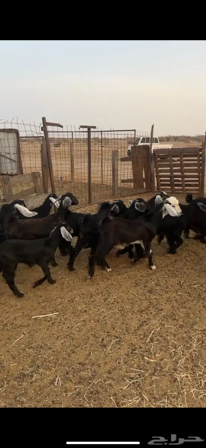 تيوس وجفار طيبة 0