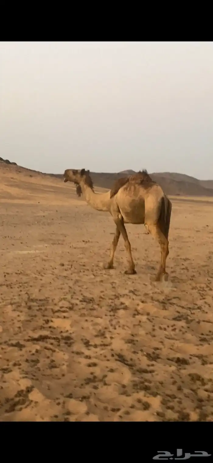 للبيع لقحه 0