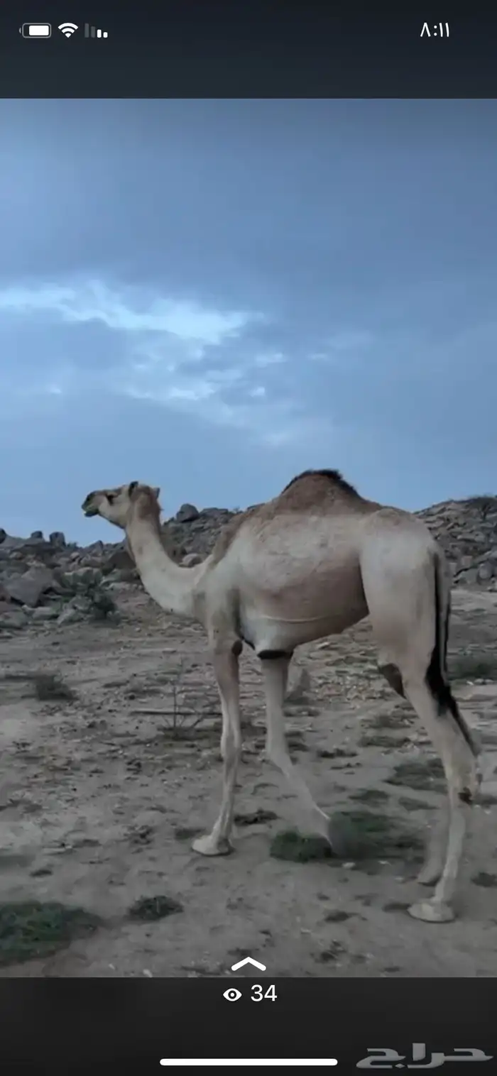 بكار للبيع 1