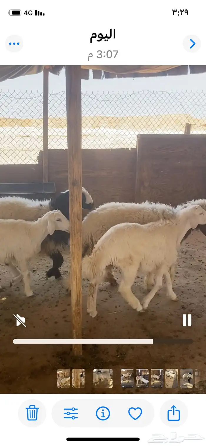 ذبائح للبيع 0