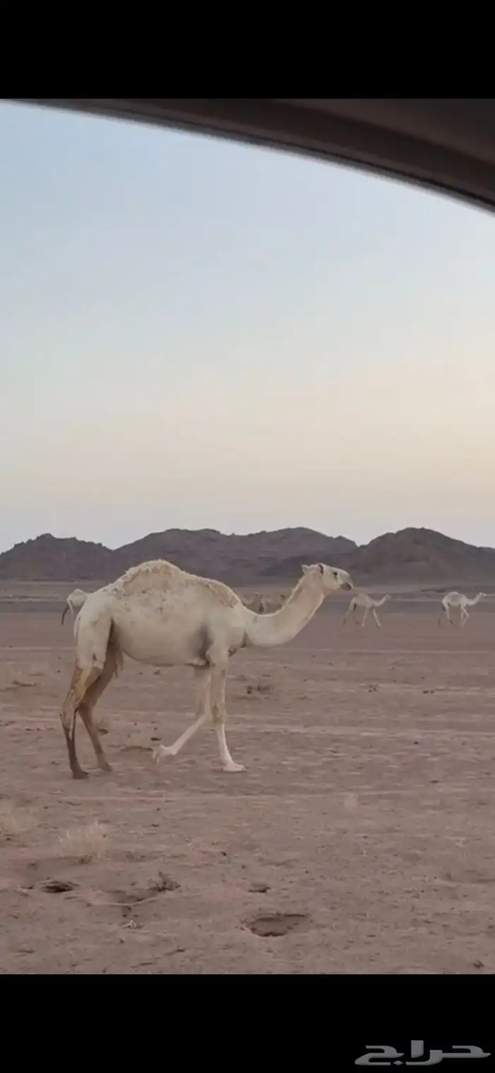 للبيع بكره عونية كفو 0