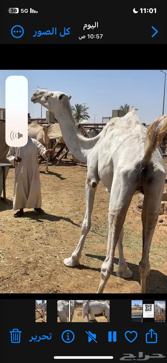 لقحة وضحي 0