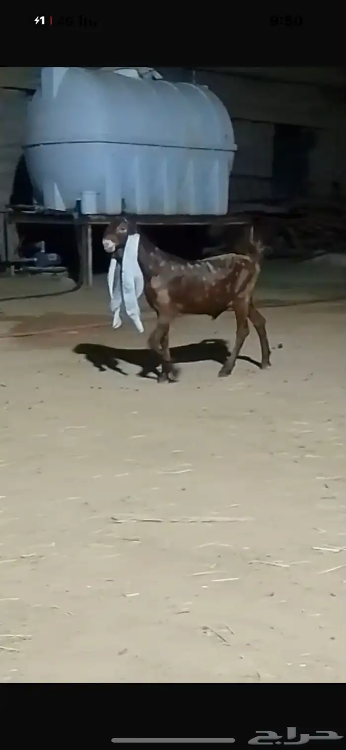 جفر حجازي كاموري فاخر 0