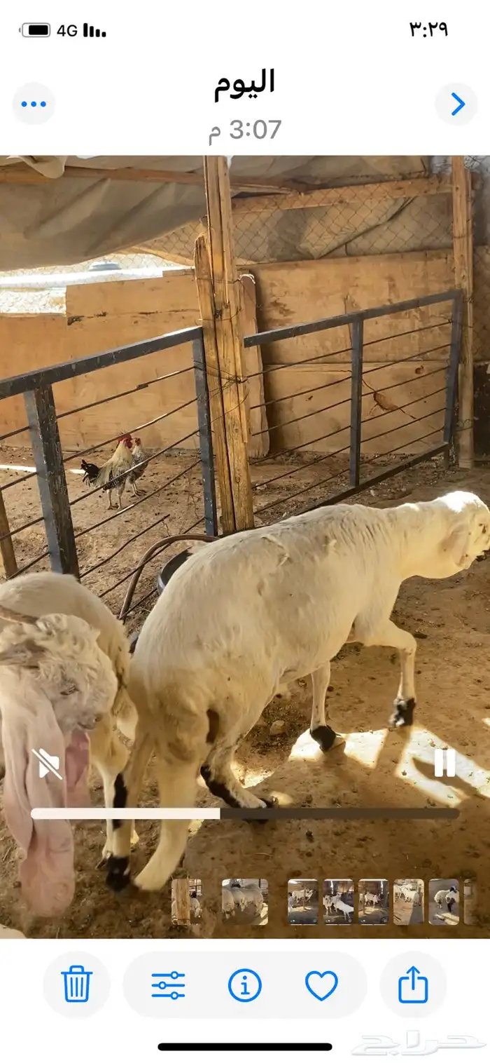 ذبائح للبيع 1