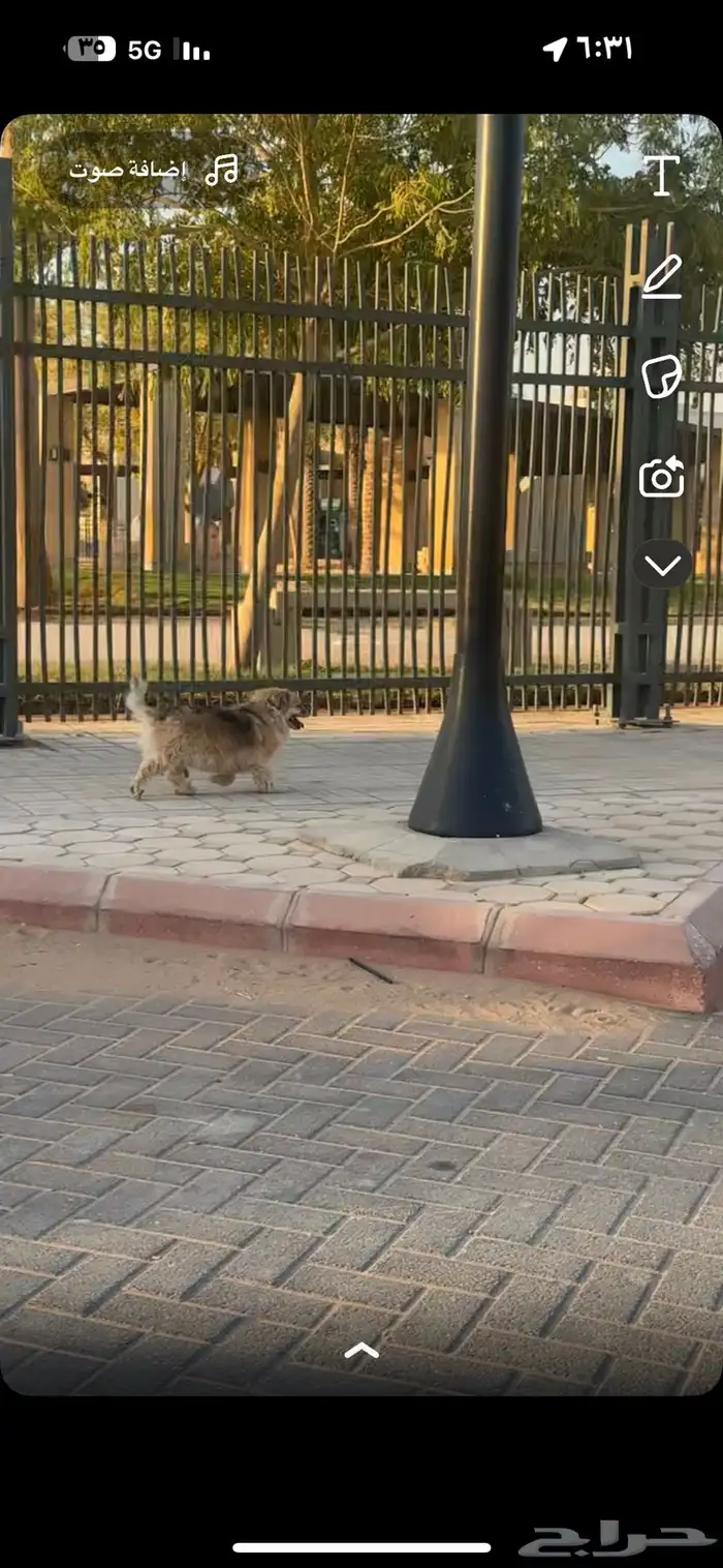 كلب ضايع في حديقه الحمر اعرف موقعه وين 0