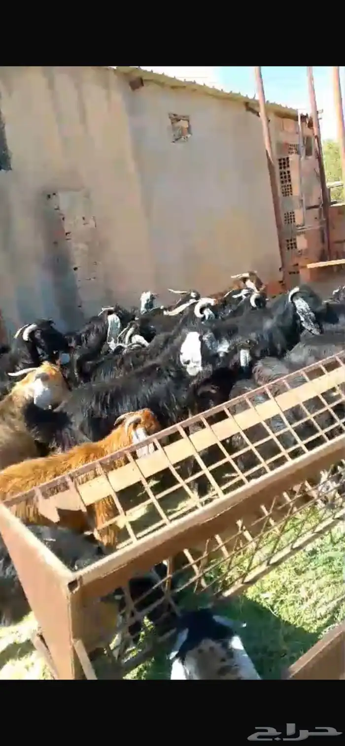 خرفان رفيدي مرابي وتيوس جنوبيه وعوارض رفيدي على 750عرض موقت 5