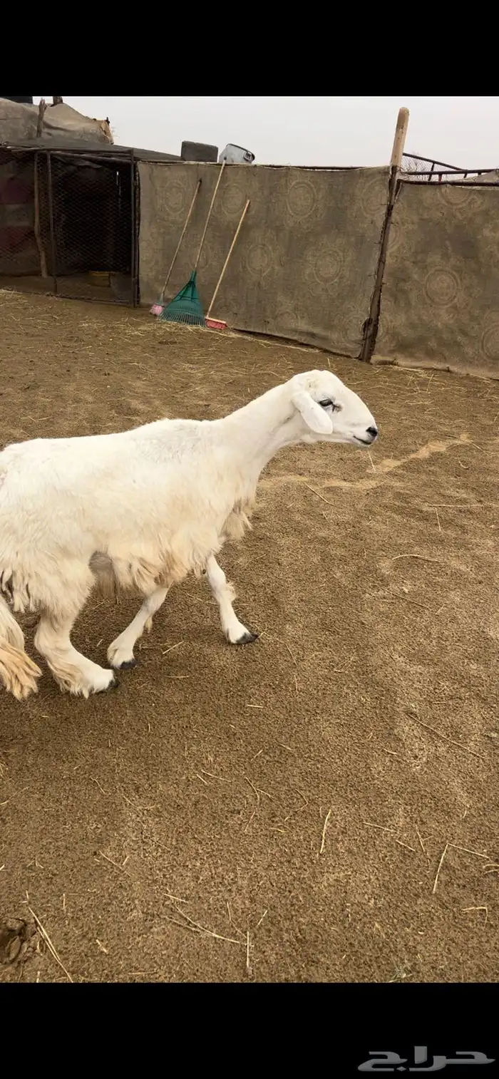 خروف جبر طالعه ثنيه 2