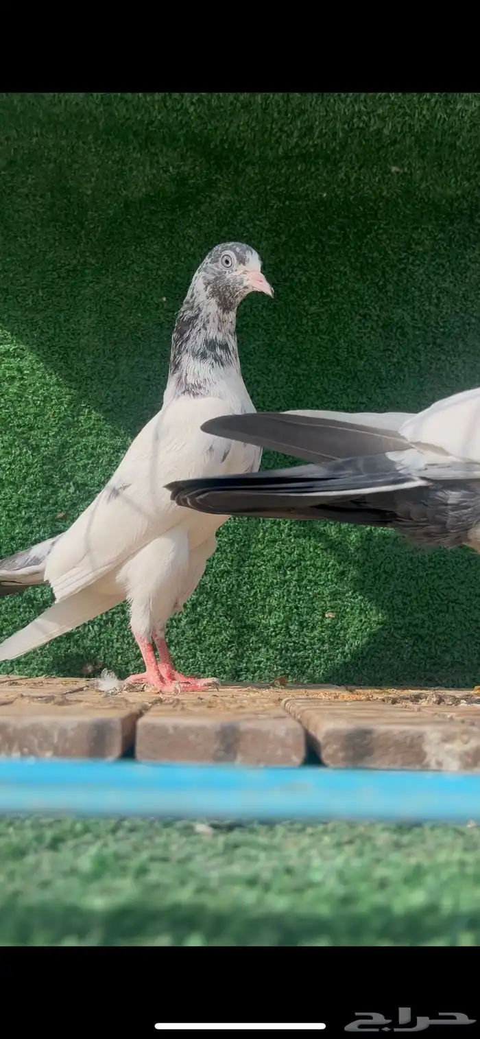 حمام باكستاني 3