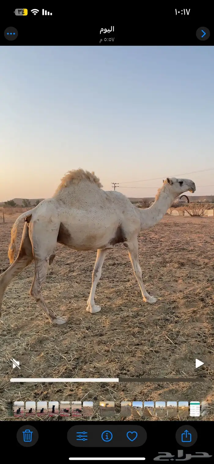 وضحى كفو 1