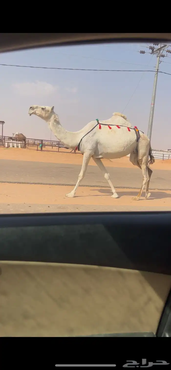 خفوت مميت ضروبه ضريبه طيبه وضحا 1