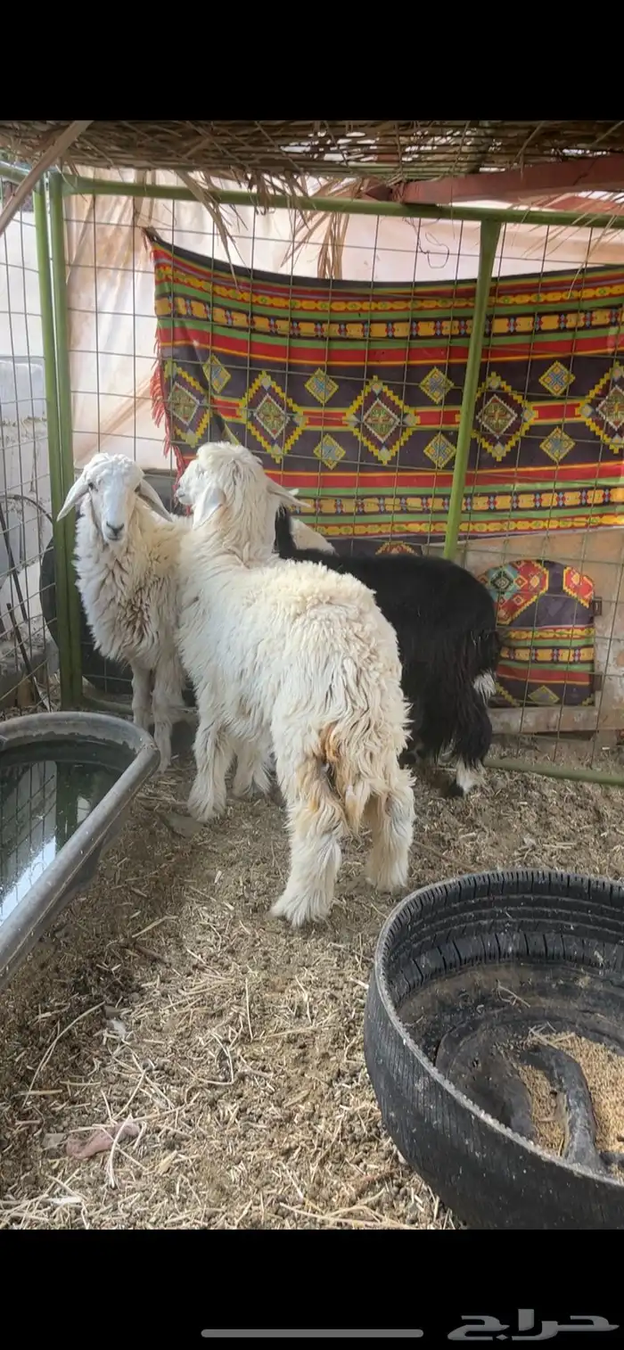 رخال حري ونجدي 2