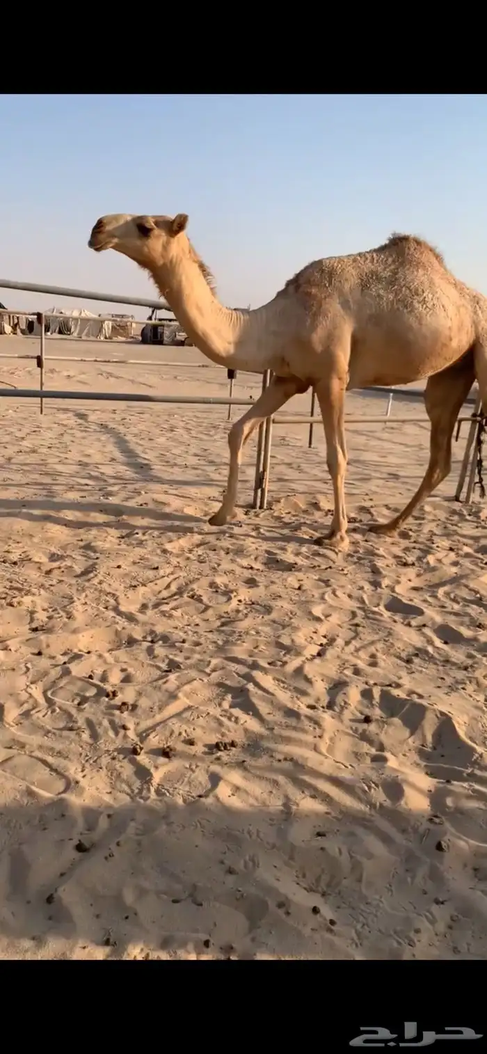 خفوت وبكره 3