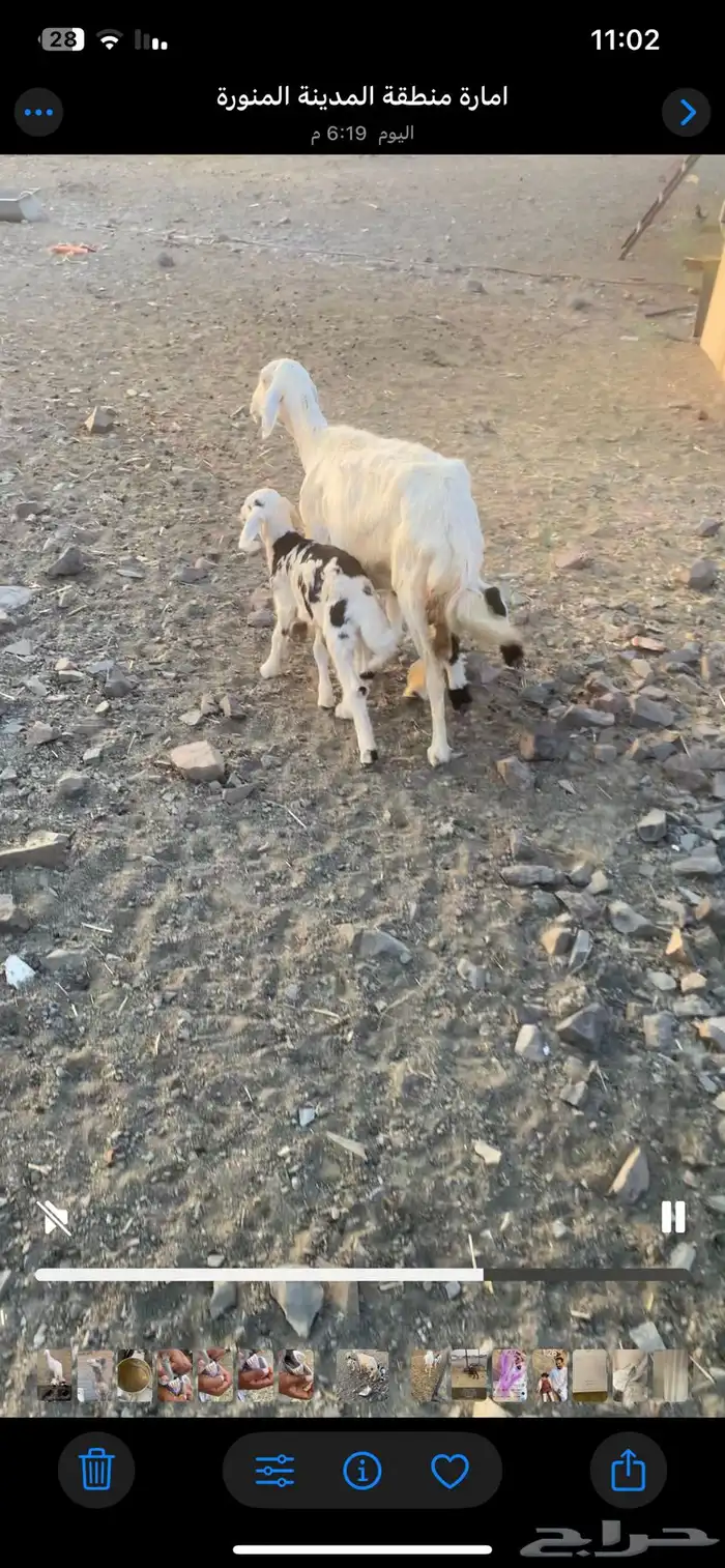 نعجه والد معها طلي ورخل اعمارهم شهر ونص سنها موضح 3