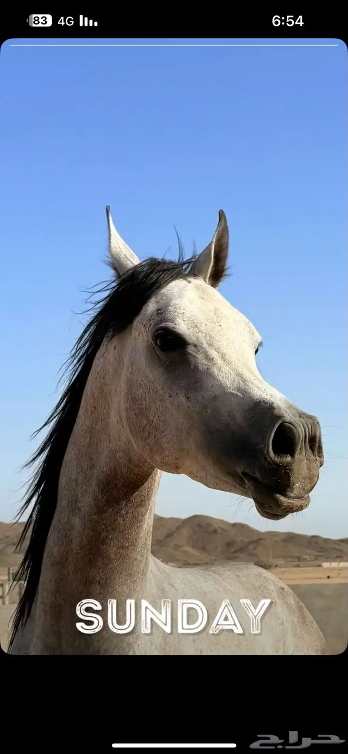 حصان واهو للبيع 0