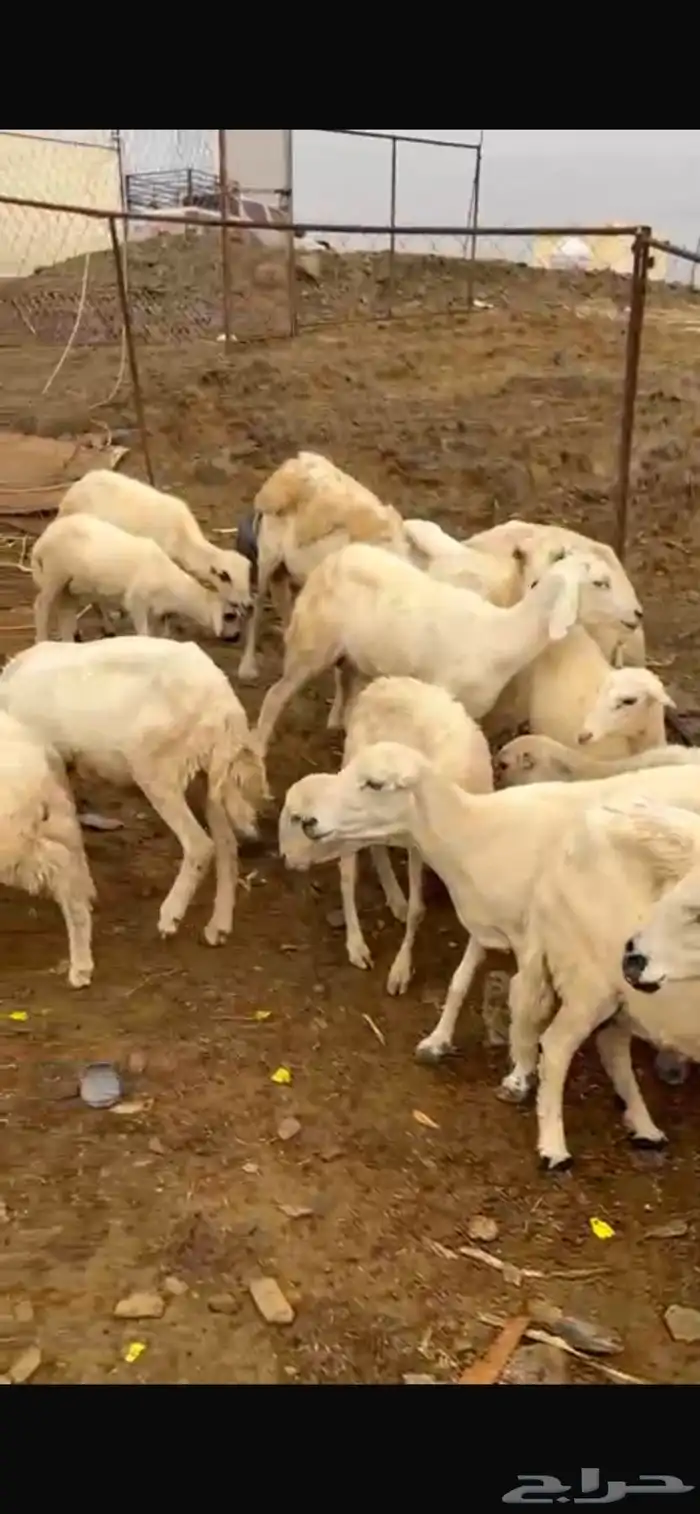 ضان للبيع 2