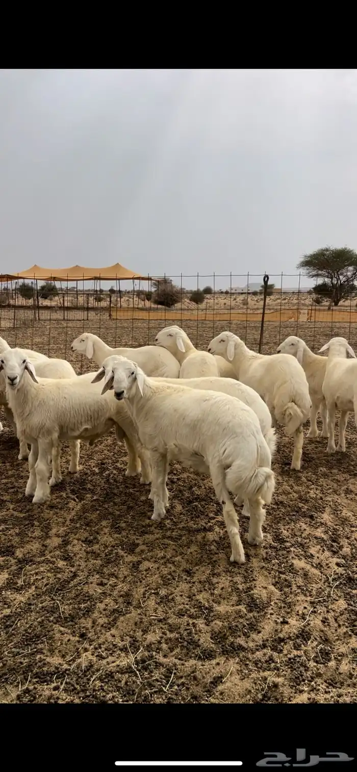 طليان فل شحم 0