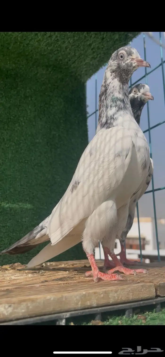 حمام باكستاني 5