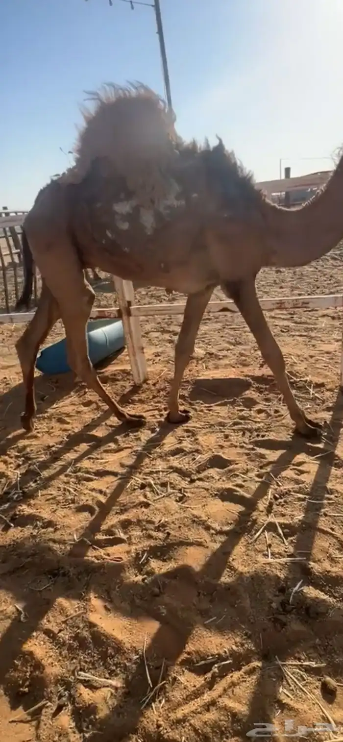 للبيع قعود عمرها 7 شهور فل شحم 1