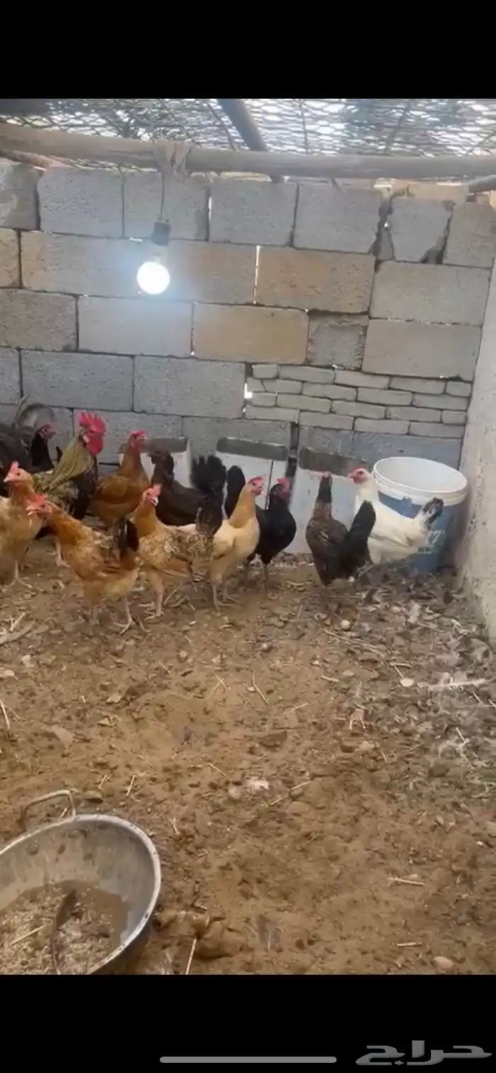 دجاج بياض للبيع 0