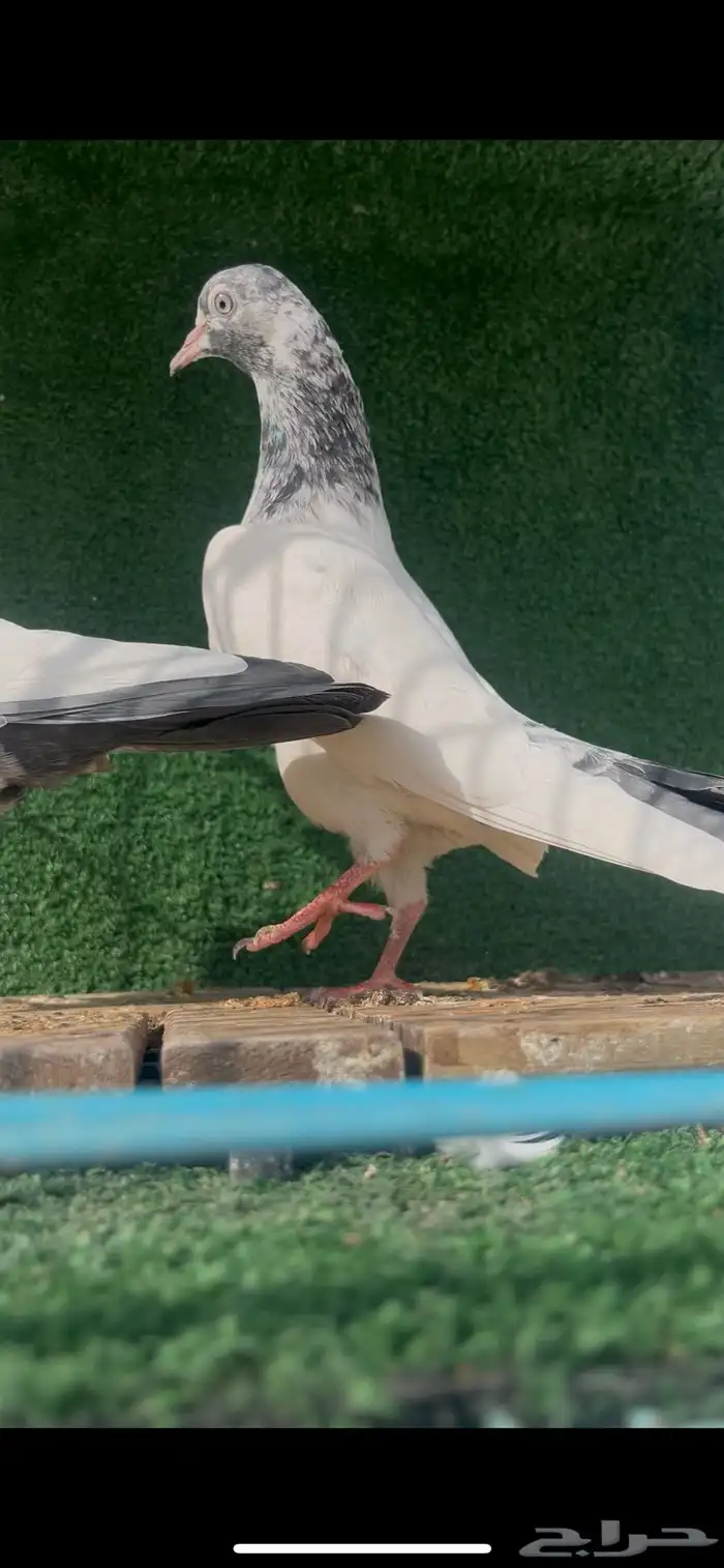 حمام باكستاني 2